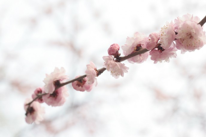 20110405-Peach-Blossom